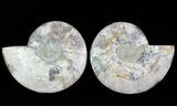 Split Fossil Ammonite Pair - Agatized #64852-1